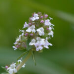 Testi és érzelmi állapotmérés www.allapotmeres.hu