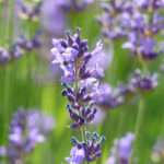 Testi és érzelmi állapotmérés www.allapotmeres.hu